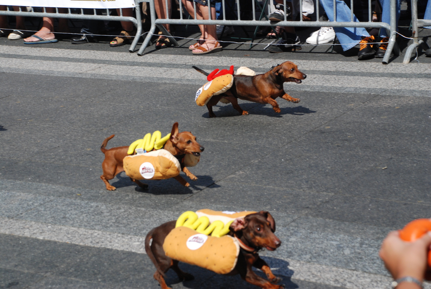 Wiener dog racing