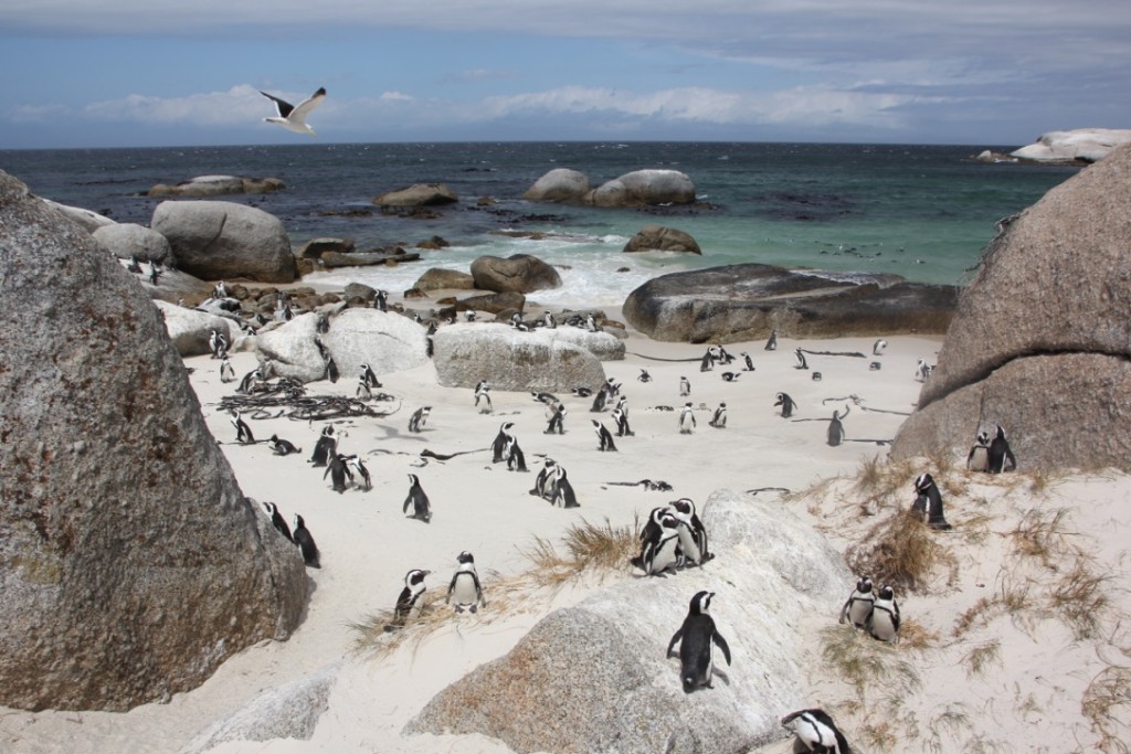 InterNations Expat Blog_Five Activities That Are a Must in Cape Town_Pic 2